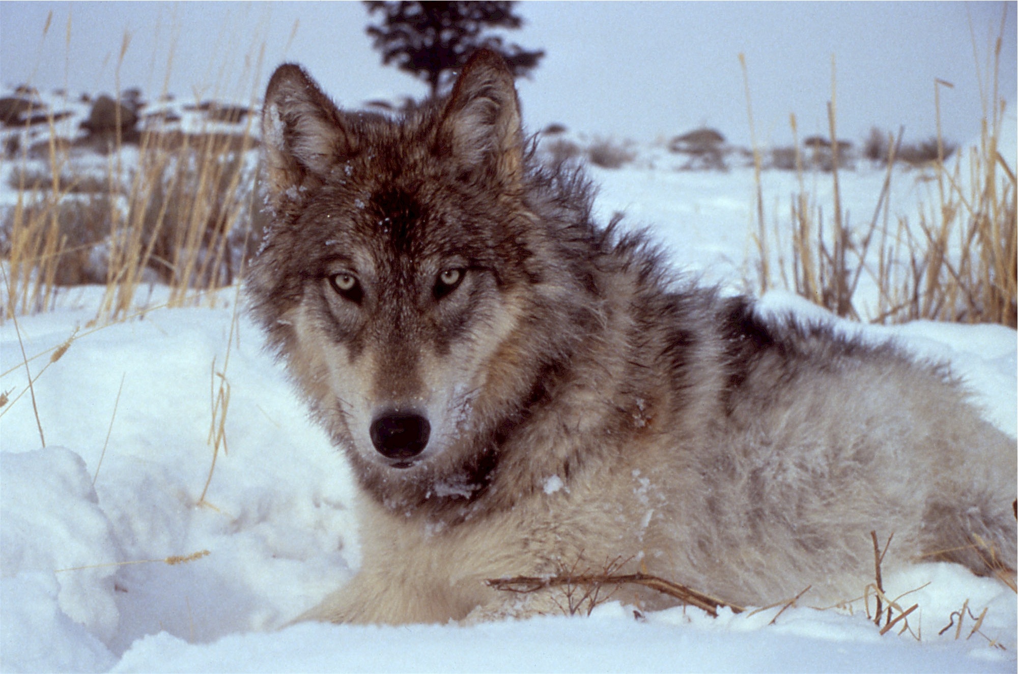 Now is the Time to Fight for the Endangered Species Act