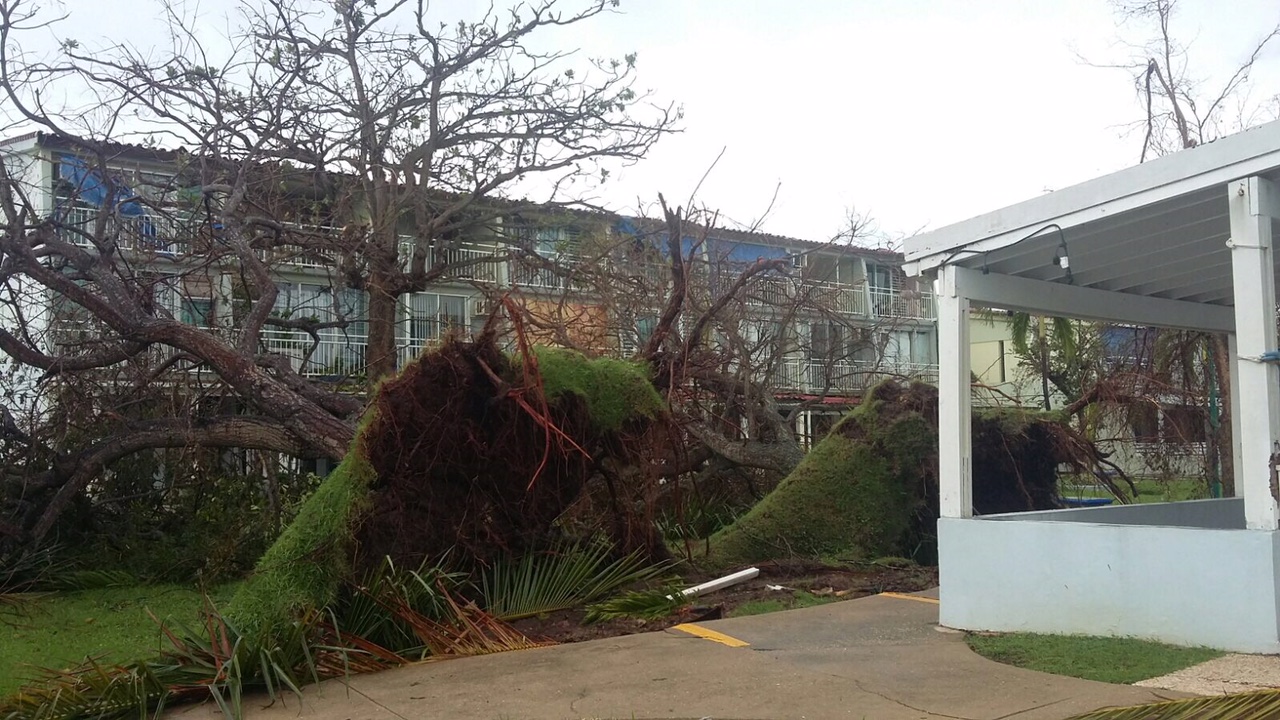 Aftermath of Hurricanes Maria & Irma in Puerto Rico. Photo provided by Claudia B. of the Roots & Shoots RSYC.