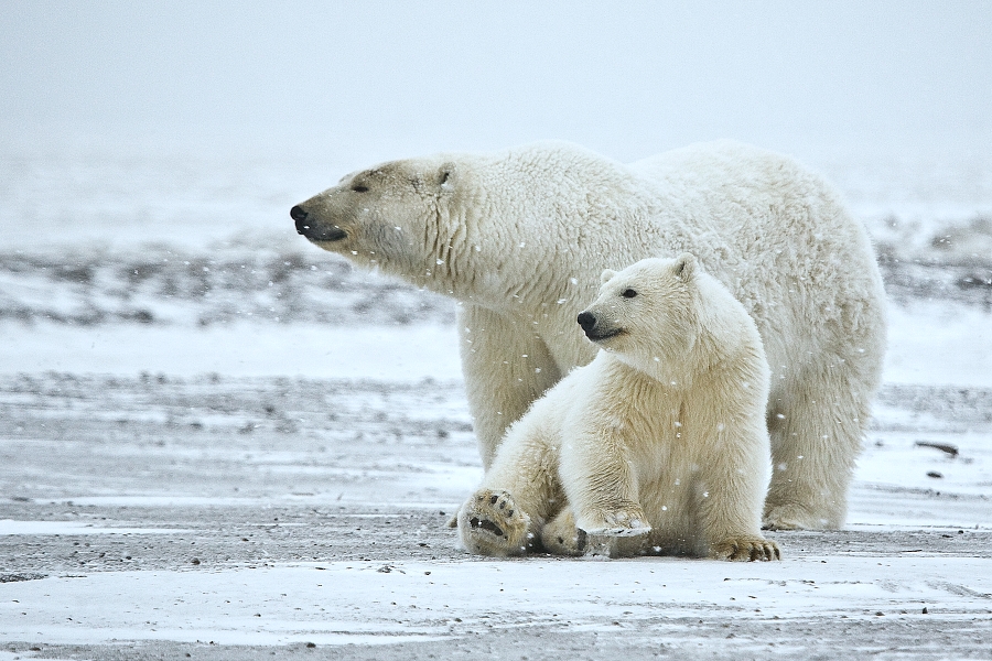 Letter from Dr. Jane Goodall To Protect the Arctic National Wildlife Refuge
