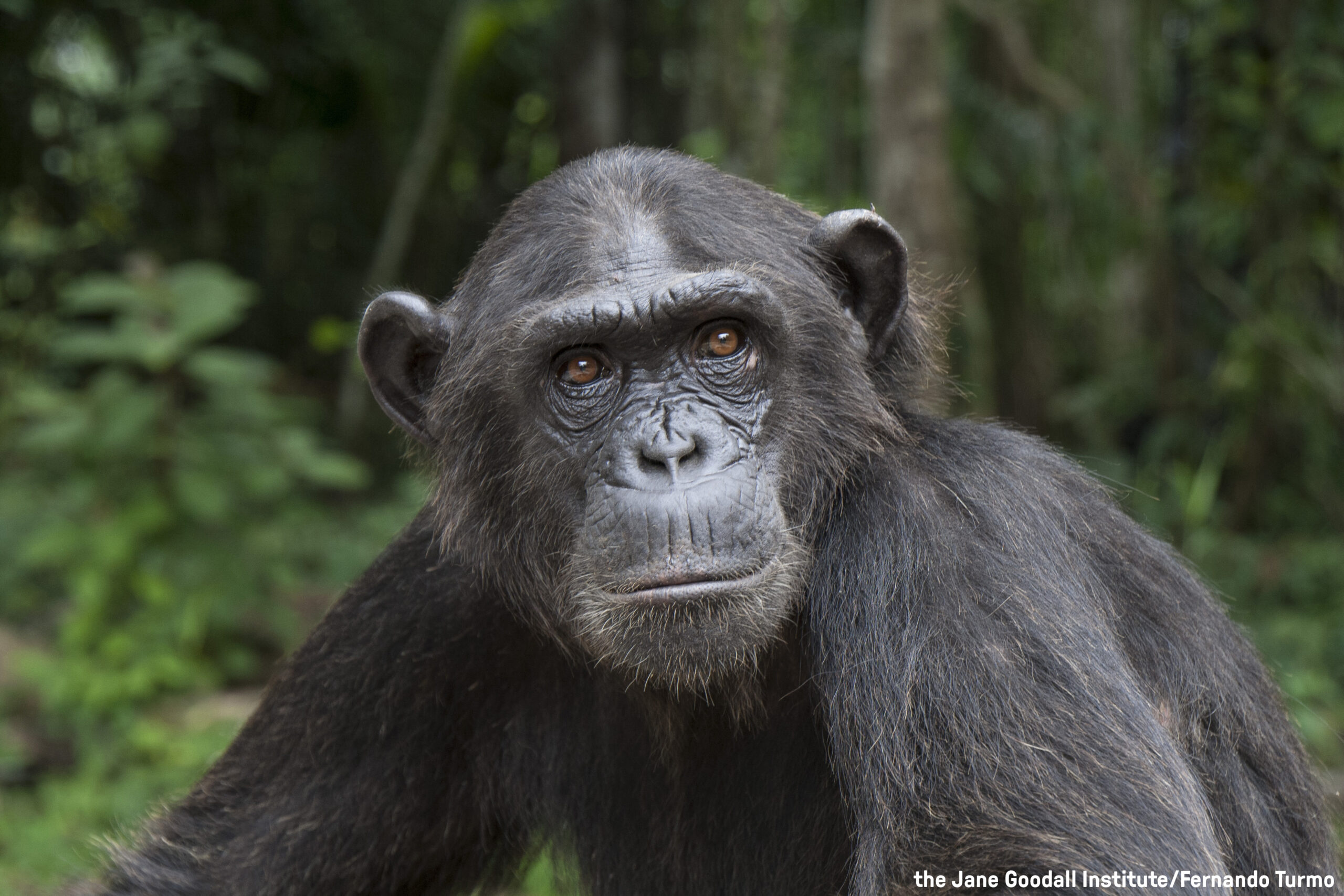 Wounda: The Amazing Story of the Chimp Behind the Hug with Dr. Jane Goodall