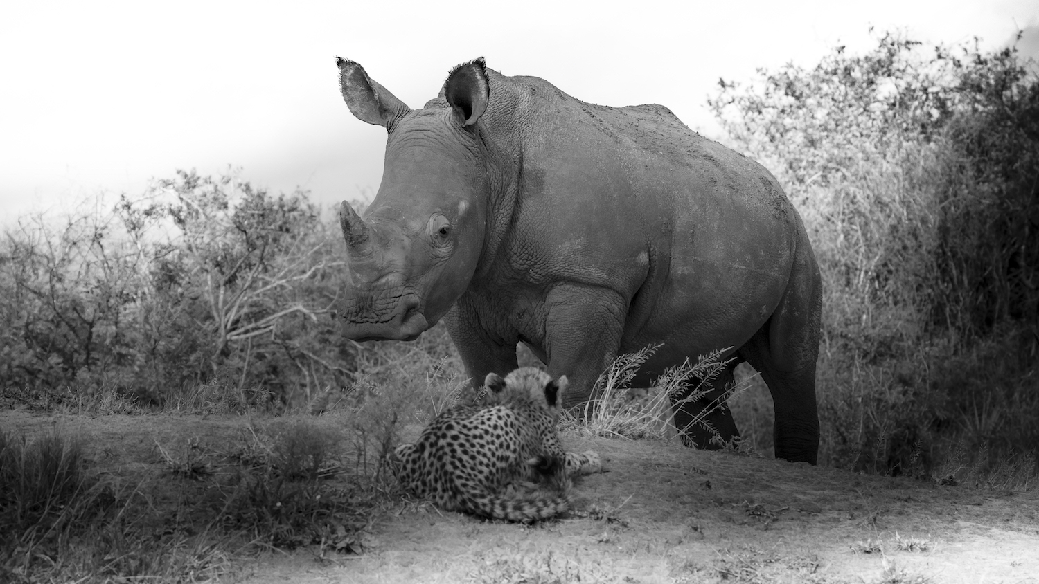 The Truth About the Fate of Rhinos: the Blood Rhino Blacklist