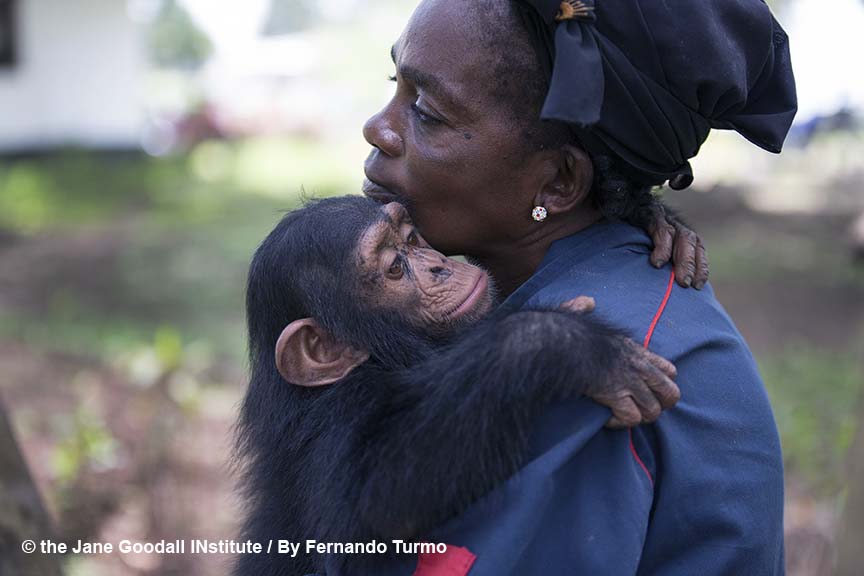 George. new arrival at the JGI Tchimpounga Chimpanzee Rehabilitation Center. November 2017, and his JGI caregiver Chantal.