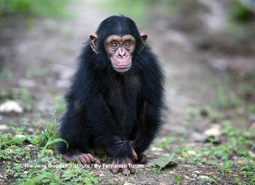 George, new arrival at the JGI Tchimpounga Chimpanzee Rehabilitation Center, November 2017.