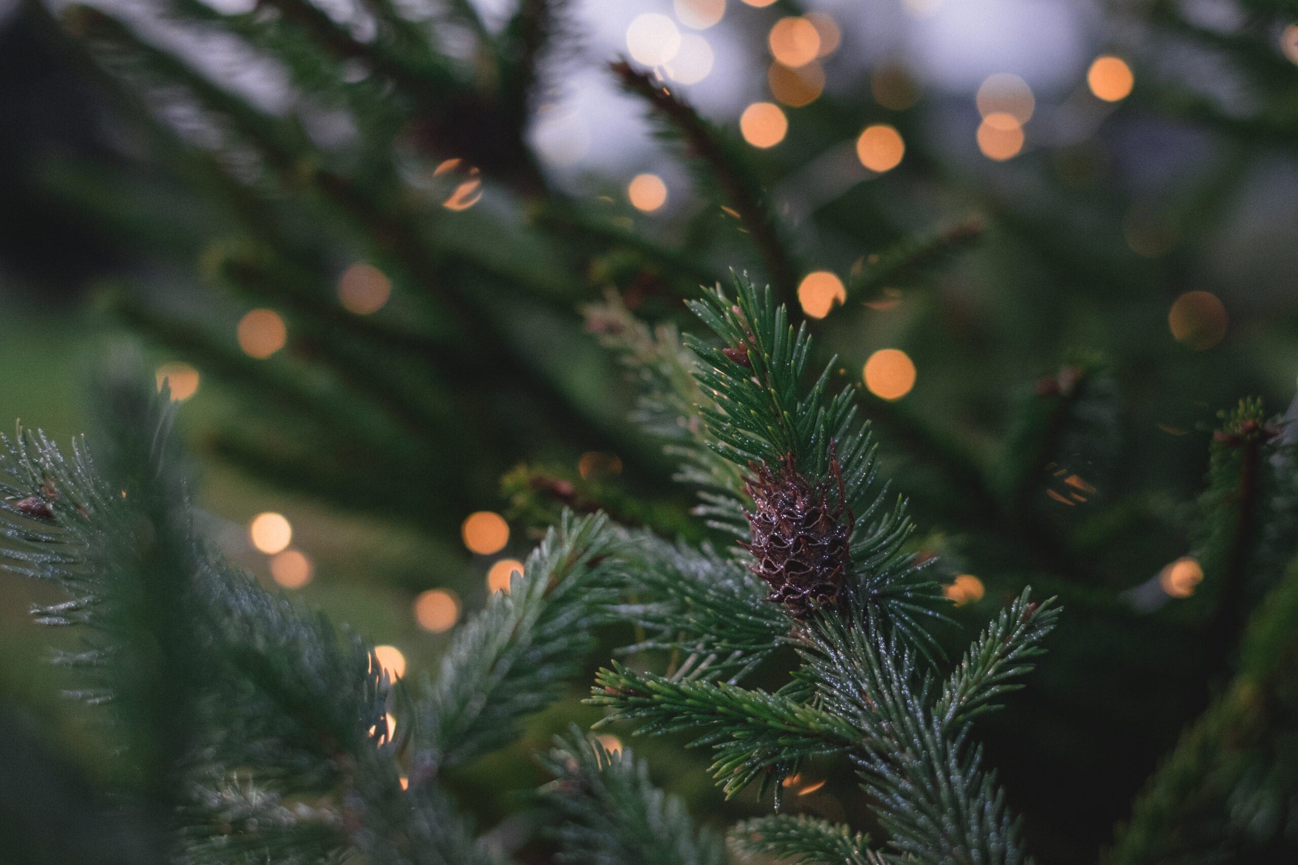 Giving Back to the Planet this Holiday