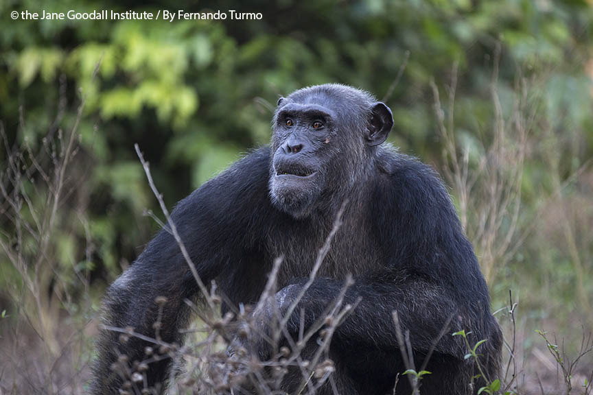 Tchimpounga’s Chimpanzee of the Month: B.A.!