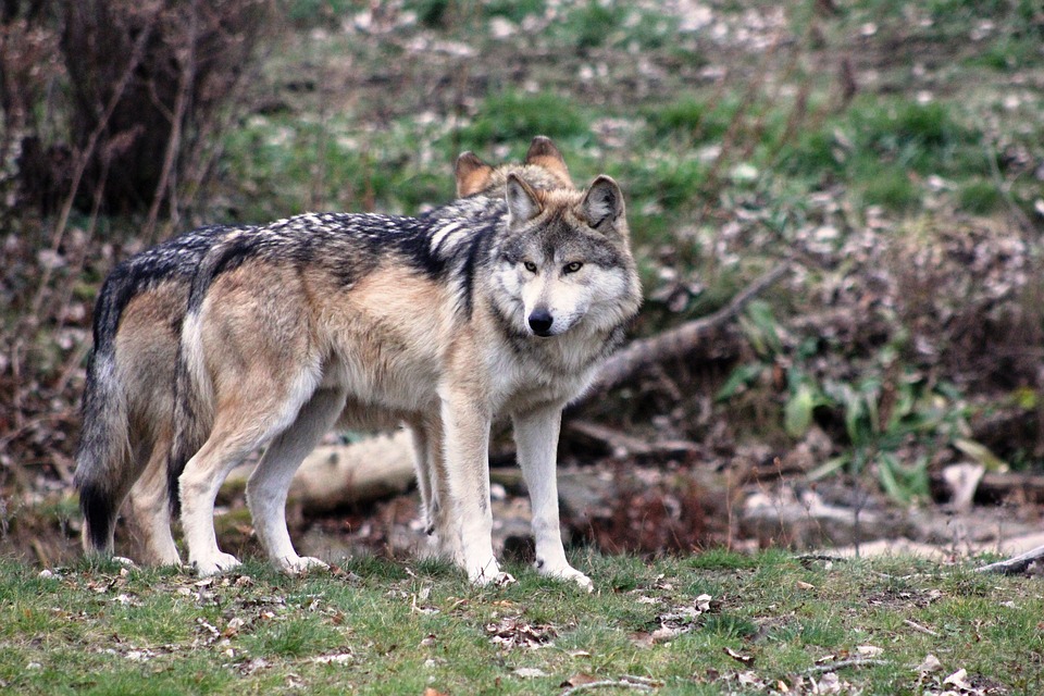 wolf-2792285_960_720