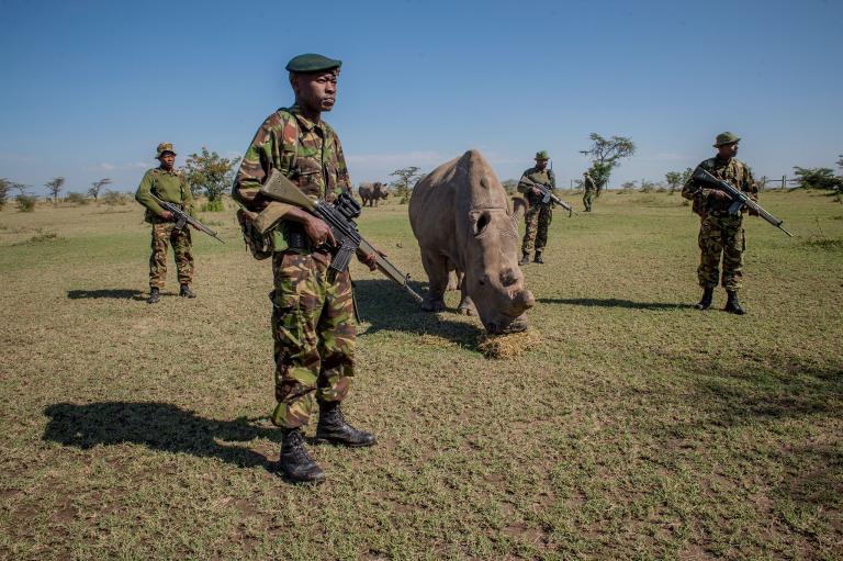Sudan was brought to Kenya from a zoo in the Czech Republic as part of an effort to breed the almost extinct species. He was 45 years old when he died. PHOTOGRAPH BY AMI VITALE, NATIONAL GEOGRAPHIC CREATIVE
