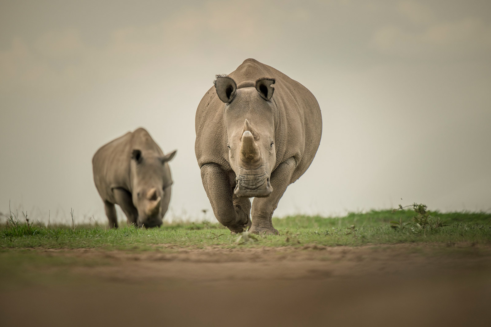 Najin and Fatu. PHOTO: AMI VITALE