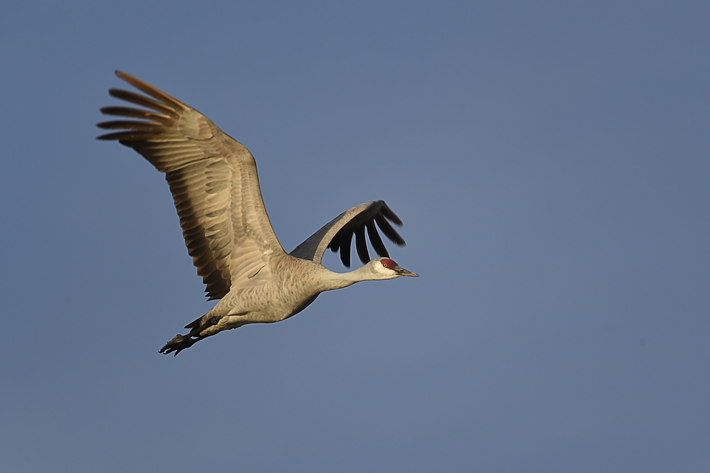 Nebraskan Youth Leading the Charge in Compassionate Crane Conservation
