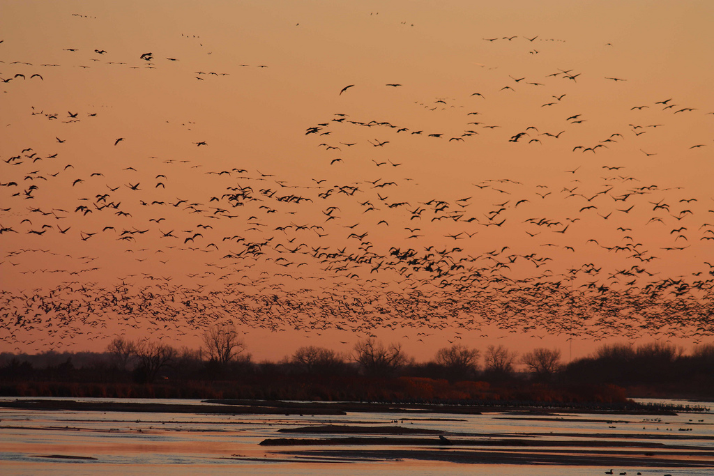 Sandhill cranes on the central Platte river in Nebraska. Credit: USFWS