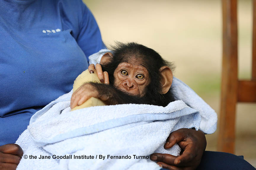 Meet Tchimpounga Sanctuary’s New Chimp: Kabi