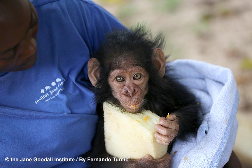 JGI Adoptive mother Cristel with new arrival Kabi at the JGI Tchimpounga Chimpanzee Rehabilitation Center
