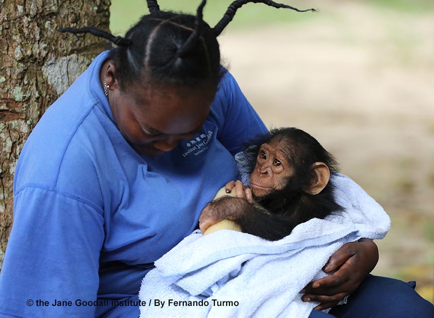 JGI Adoptive mother Cristel with new arrival Kabi at the JGI Tchimpounga Chimpanzee Rehabilitation Center