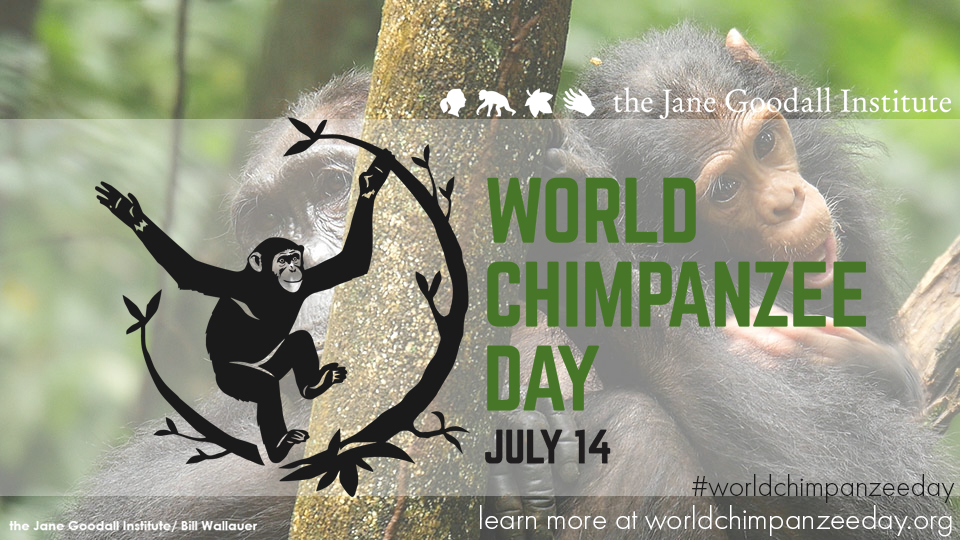 Announcing First Ever World Chimpanzee Day This July 14th!