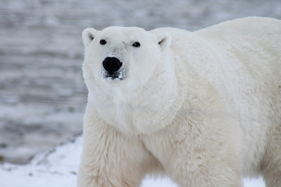 polar-bear-404314_960_720