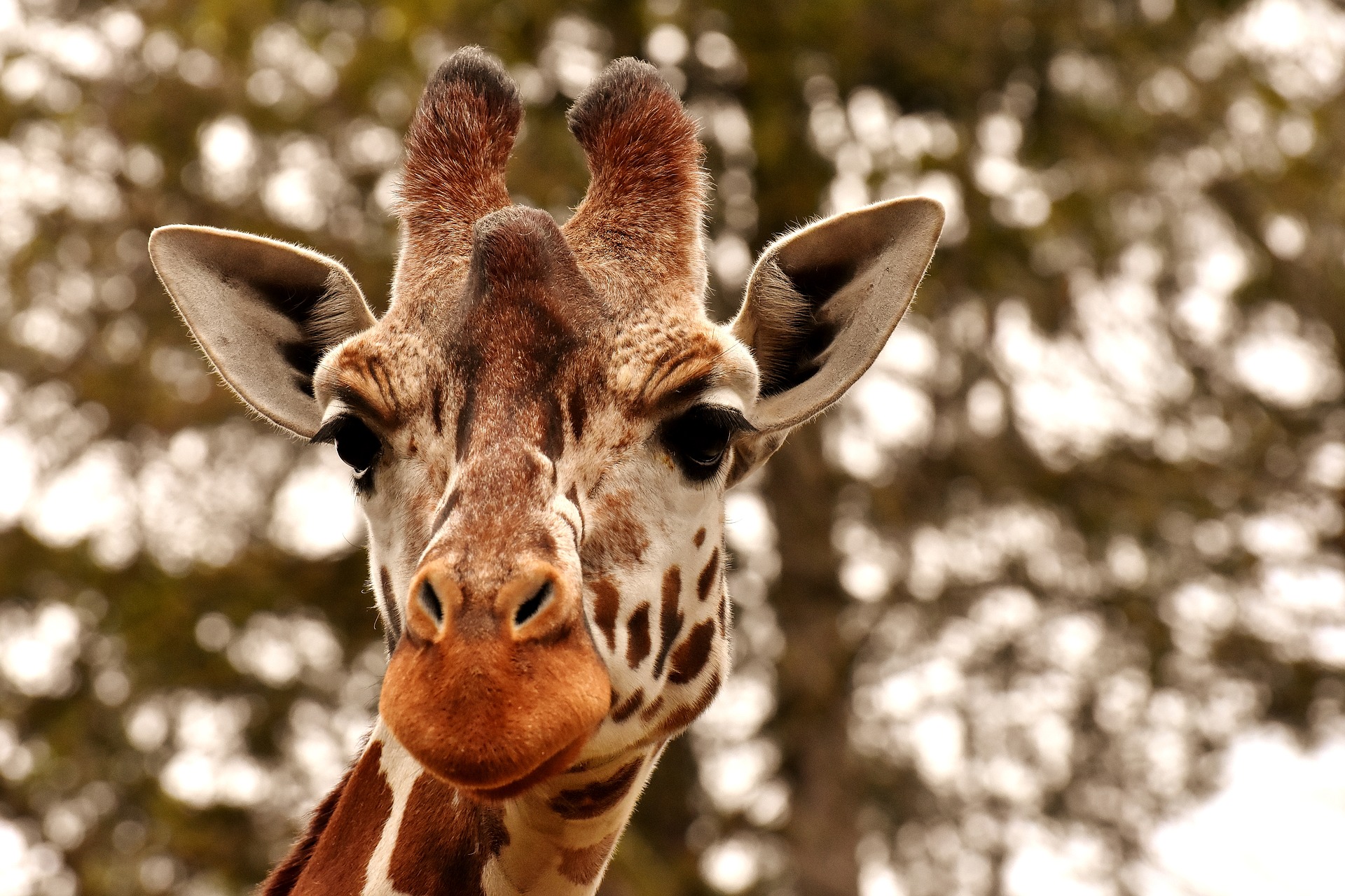 Dr. Goodall Speaks out on Trophy Hunting of Giraffes