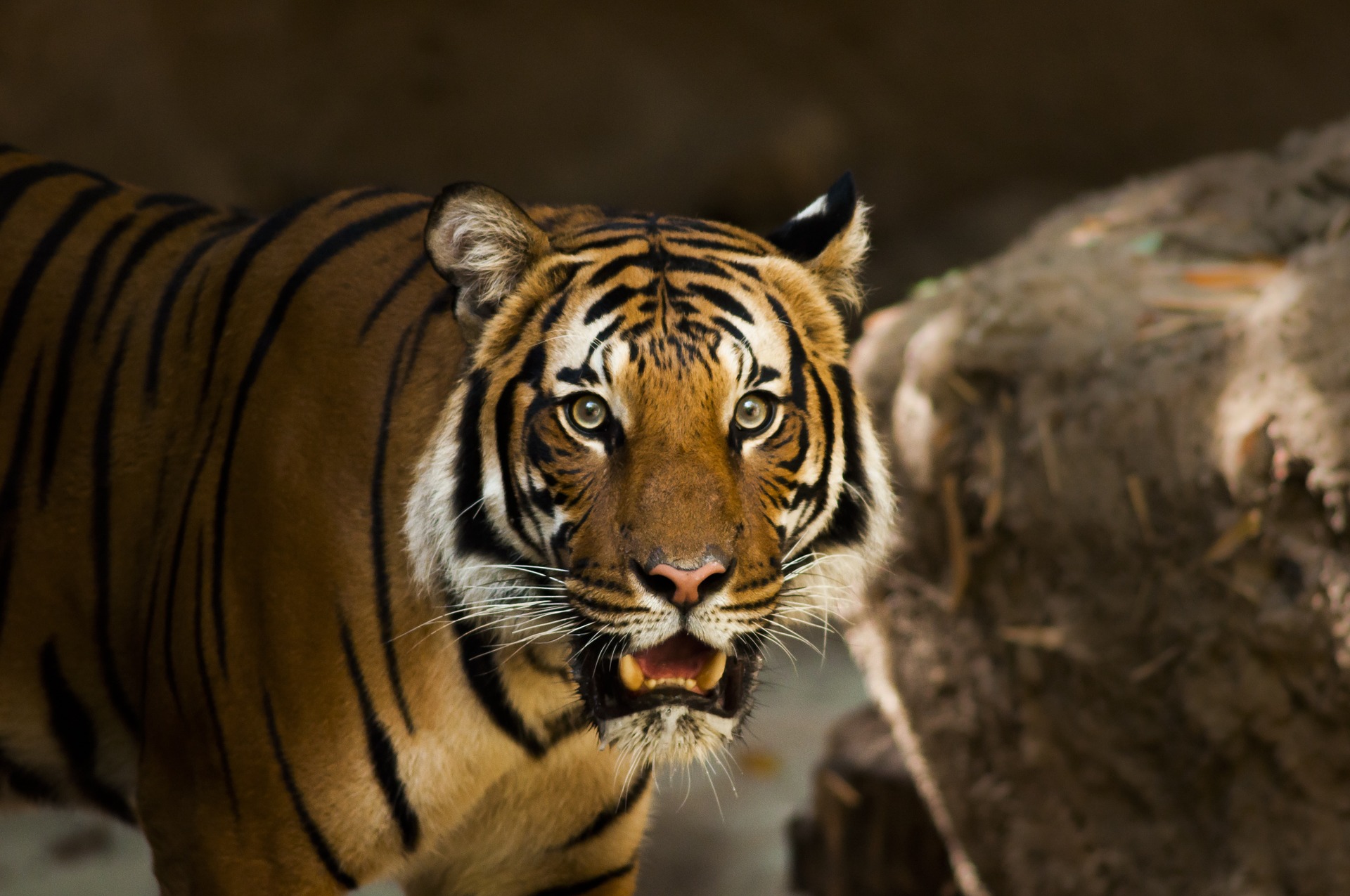 siberian-tiger-1209680_1920