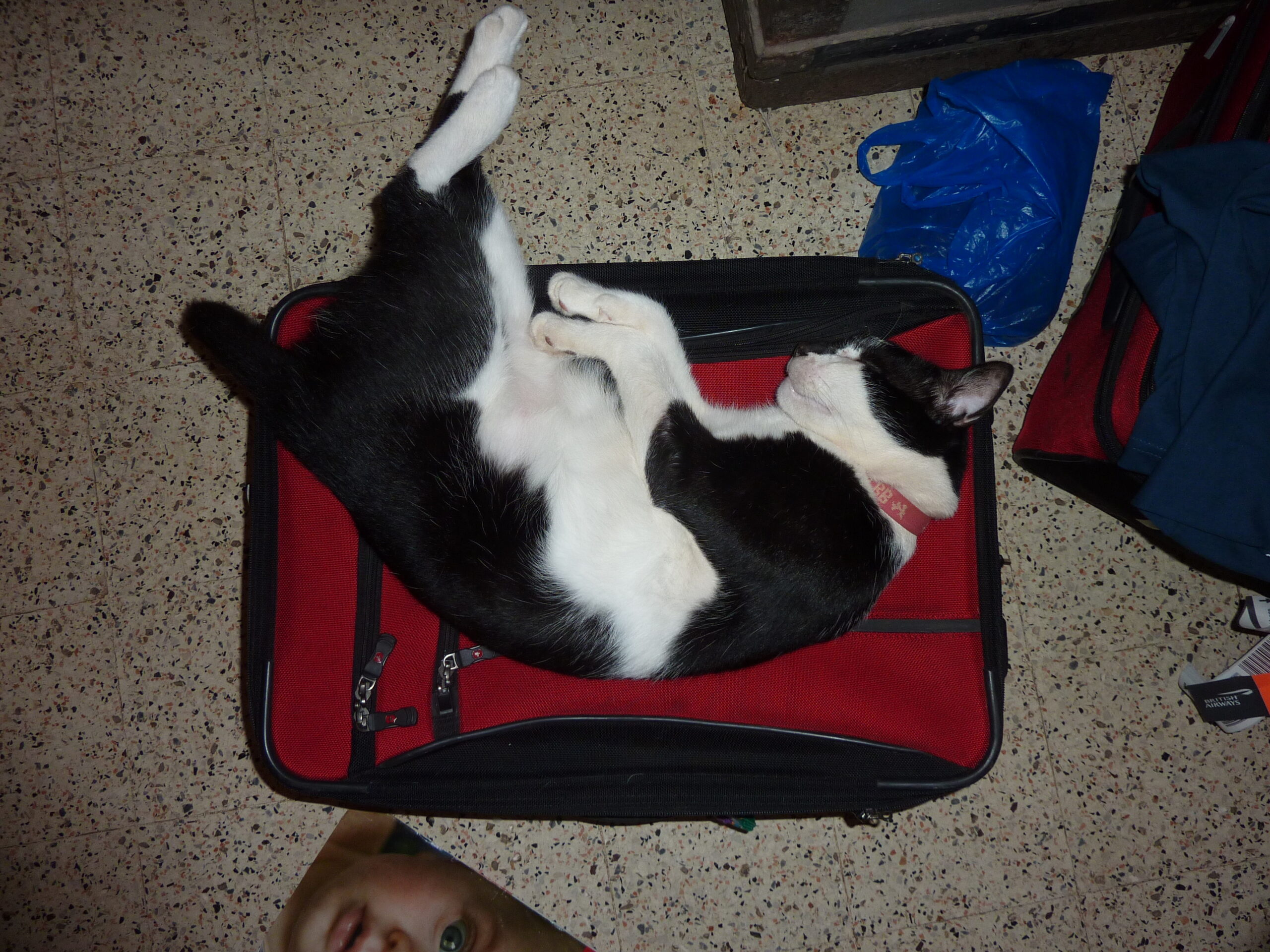 Bugs (Dar es Salaam) ALWAYS lies on my red suitcase