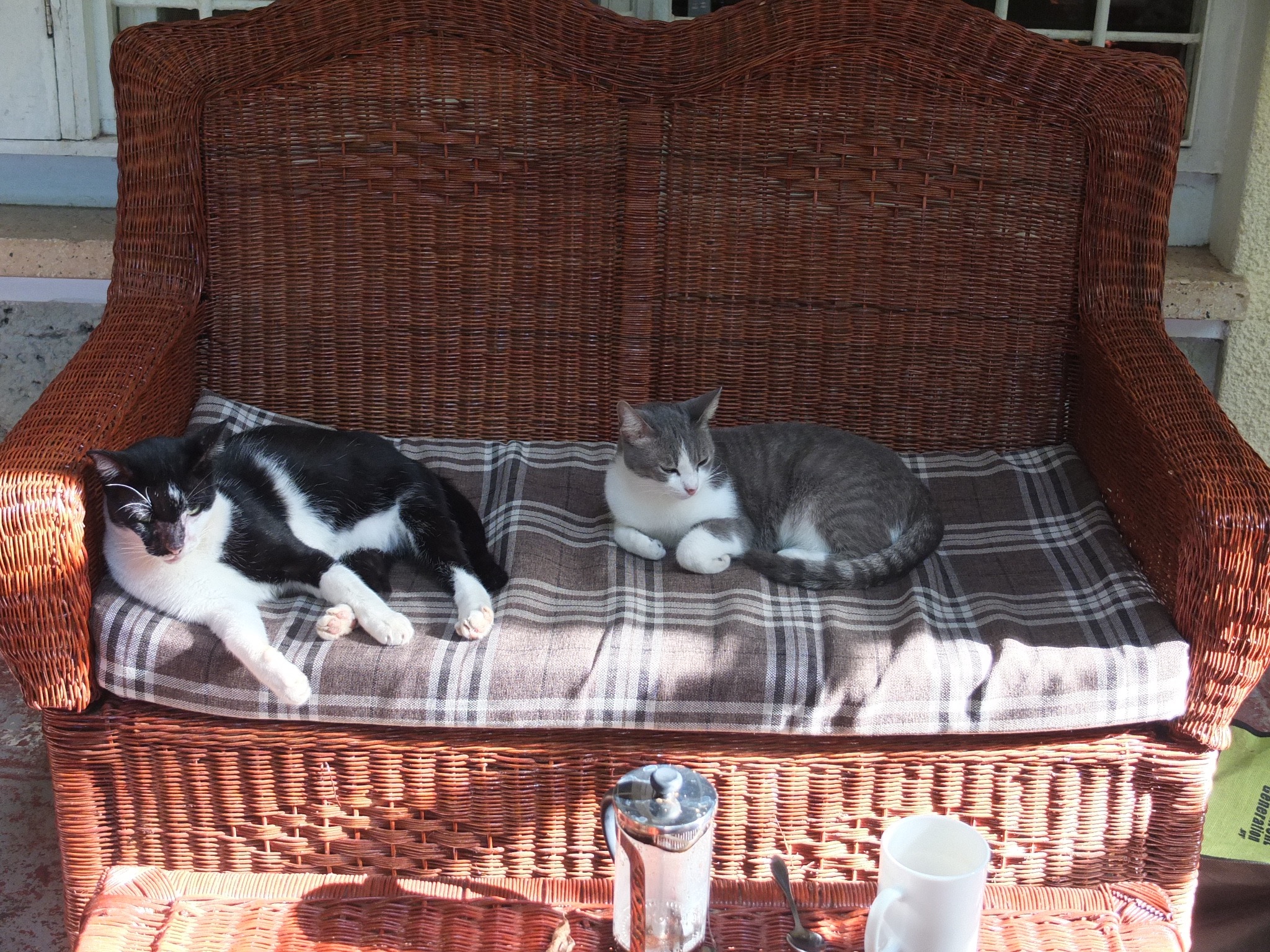 Bugs and Willow