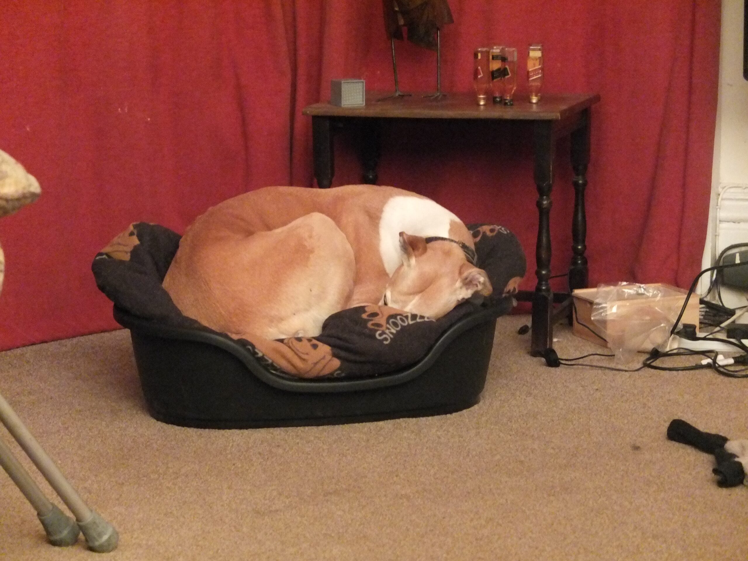 Callie napping