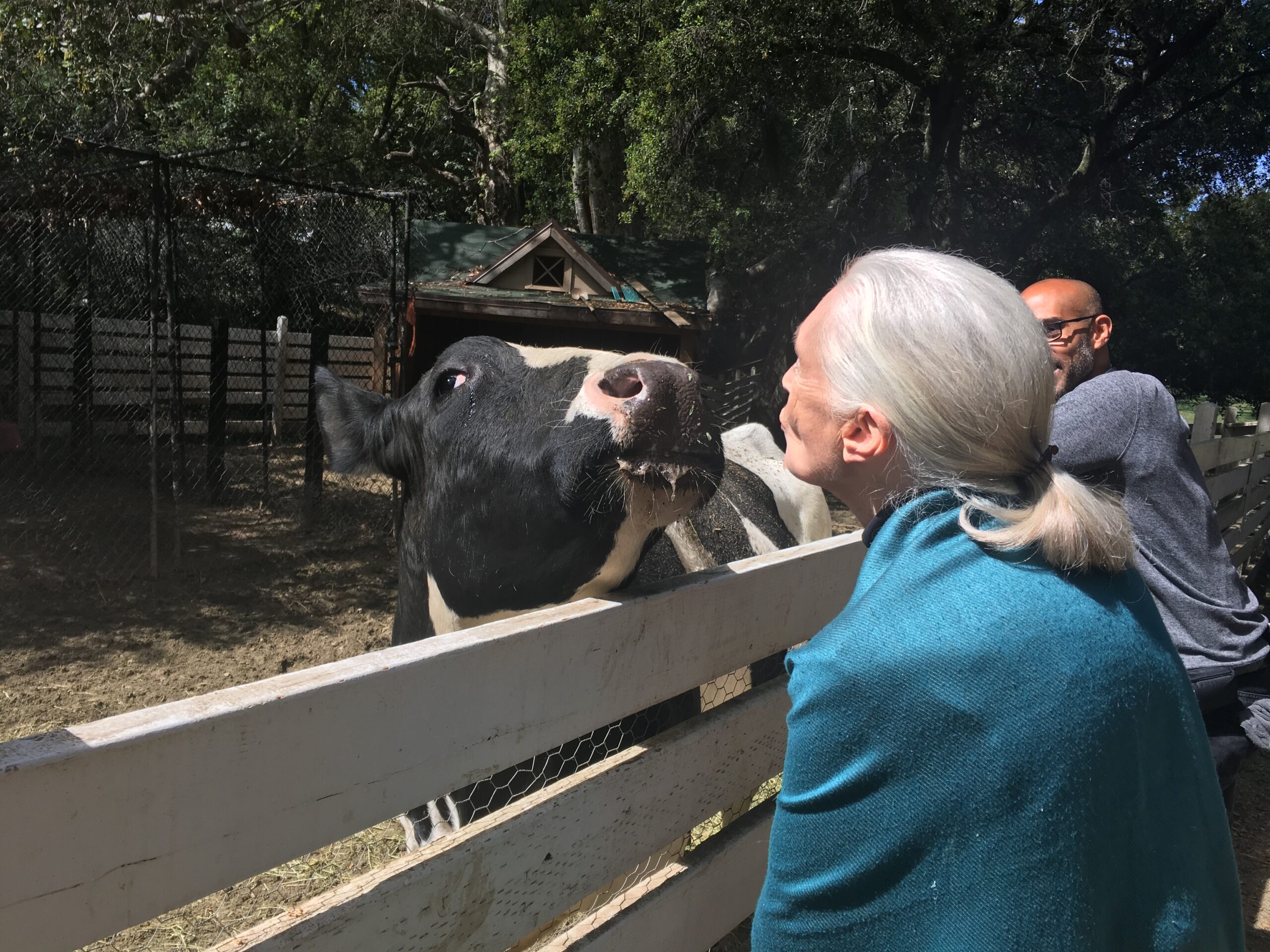 Jane Goodall: Farm Animals Are Sentient – and Often Sapient