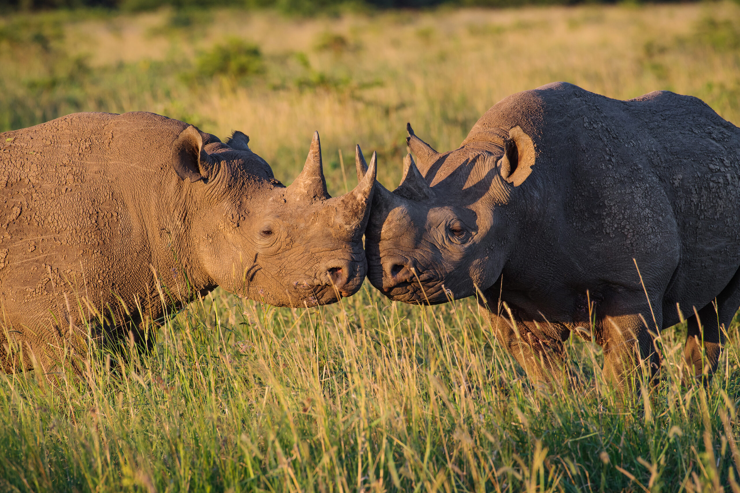 Photo credit: Thomas D. Mangelsen | Saving the Wild Collection