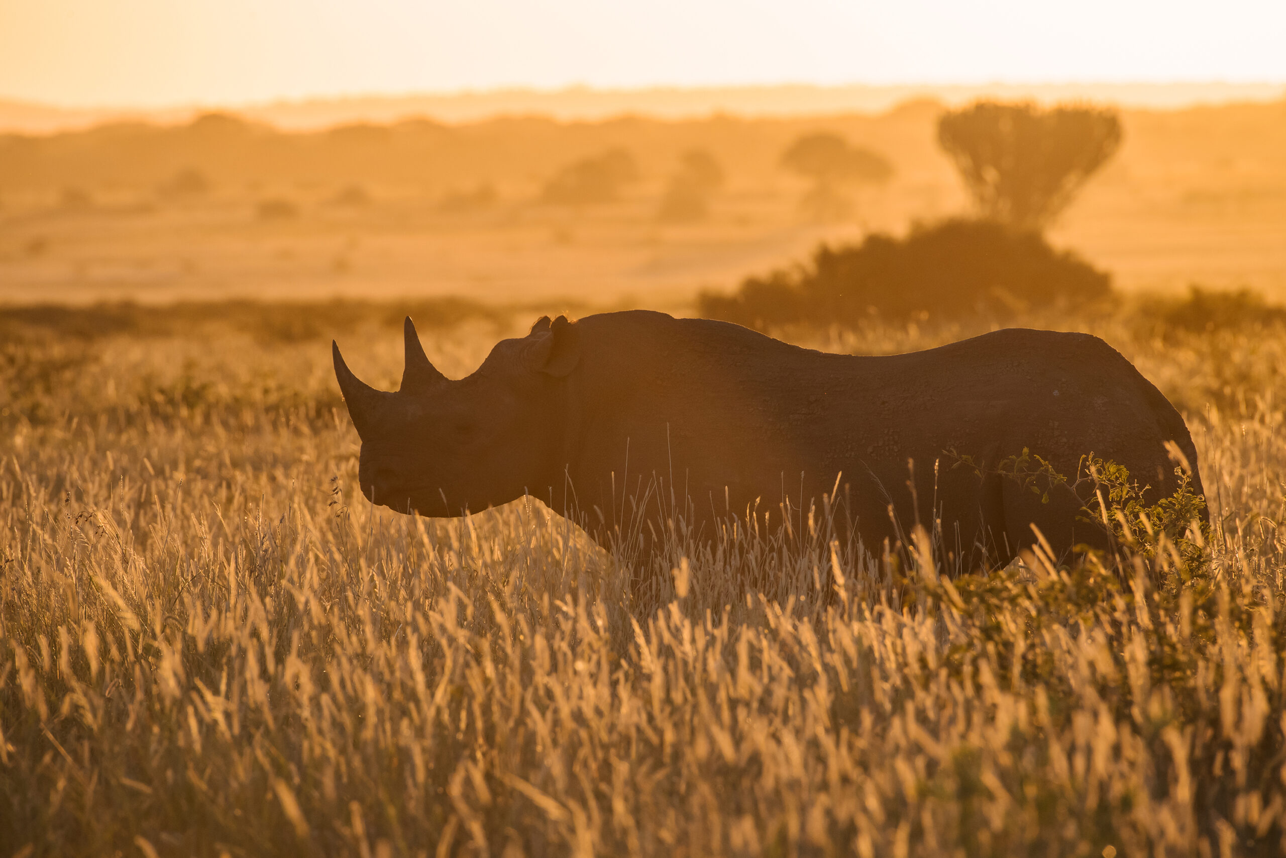 Celebrating World Rhino Day by Standing Up For Rhinos