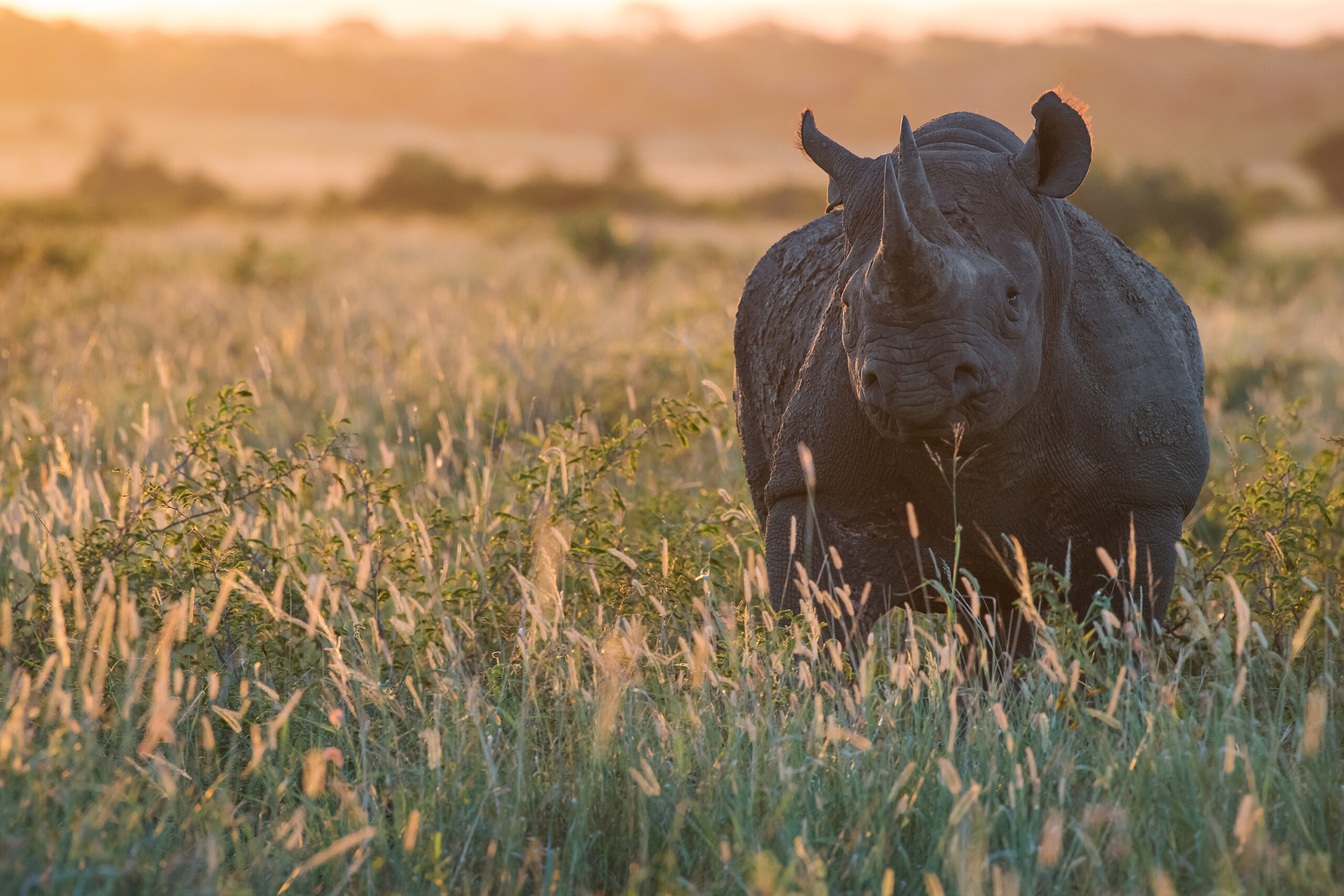 Photo credit: Thomas D. Mangelsen | Saving the Wild Collection
