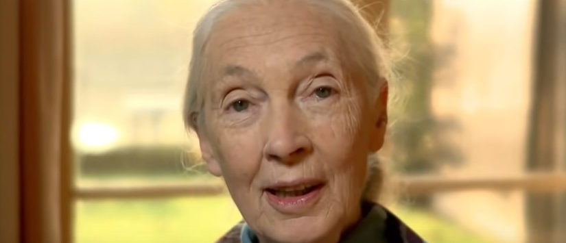 Dr. Jane Goodall’s Statement in Defense of the Endangered Species Act