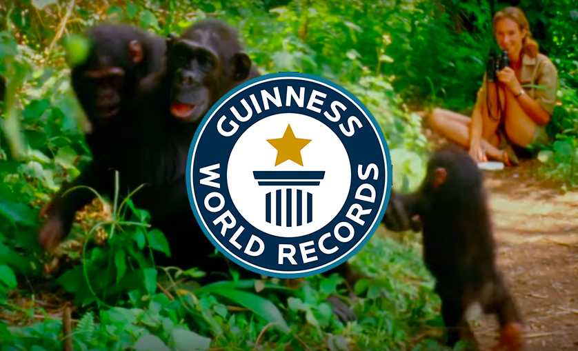 Research in Gombe is OFFICIALLY Guinness’ Longest Chimp Study!