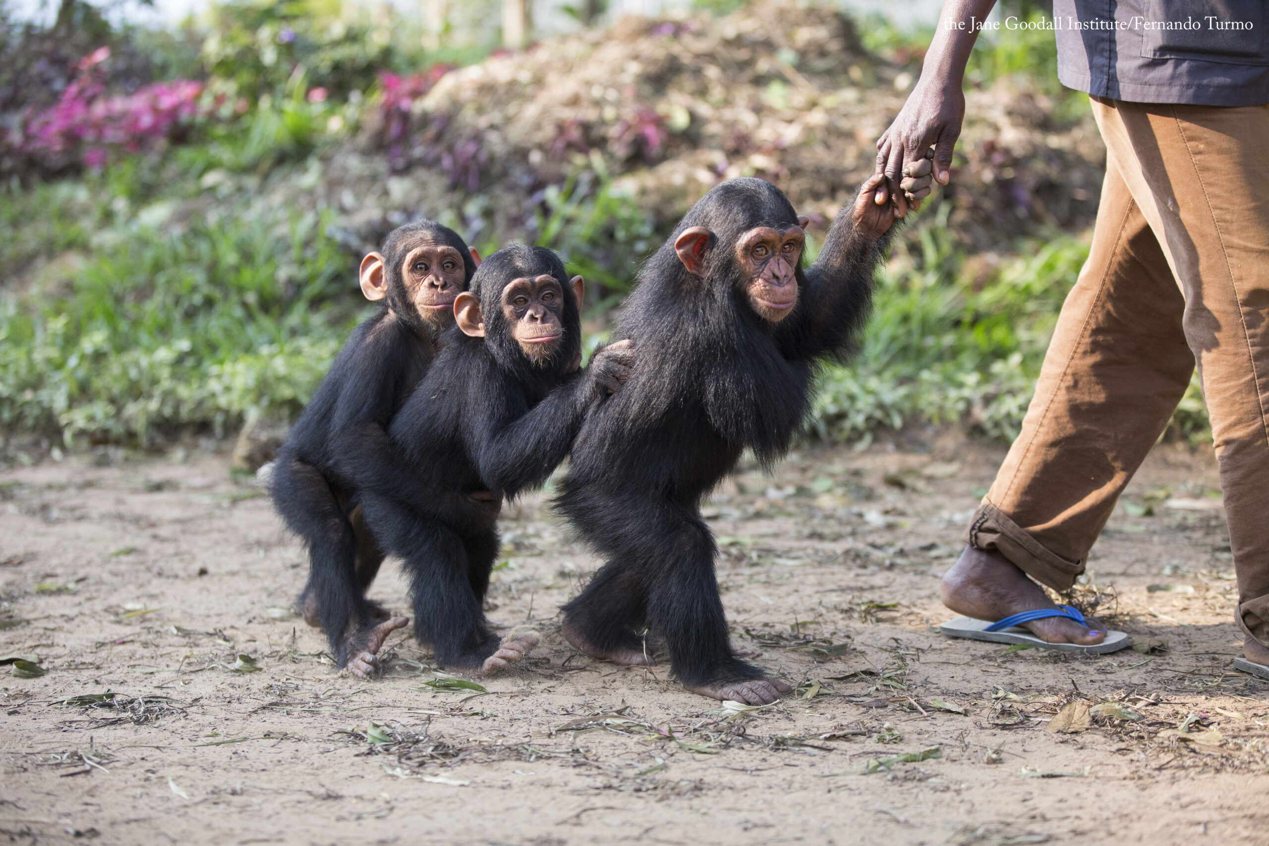 Kabi, Vienna and George. They are the youngest chimpanzees at Tchimpounga sanctuary. Always watched for JGI caregiver Antonette.