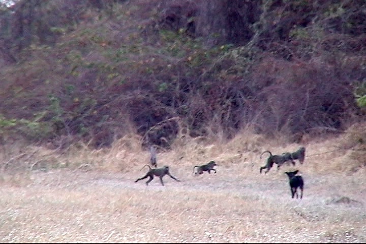 Dog in Gombe 08 imp