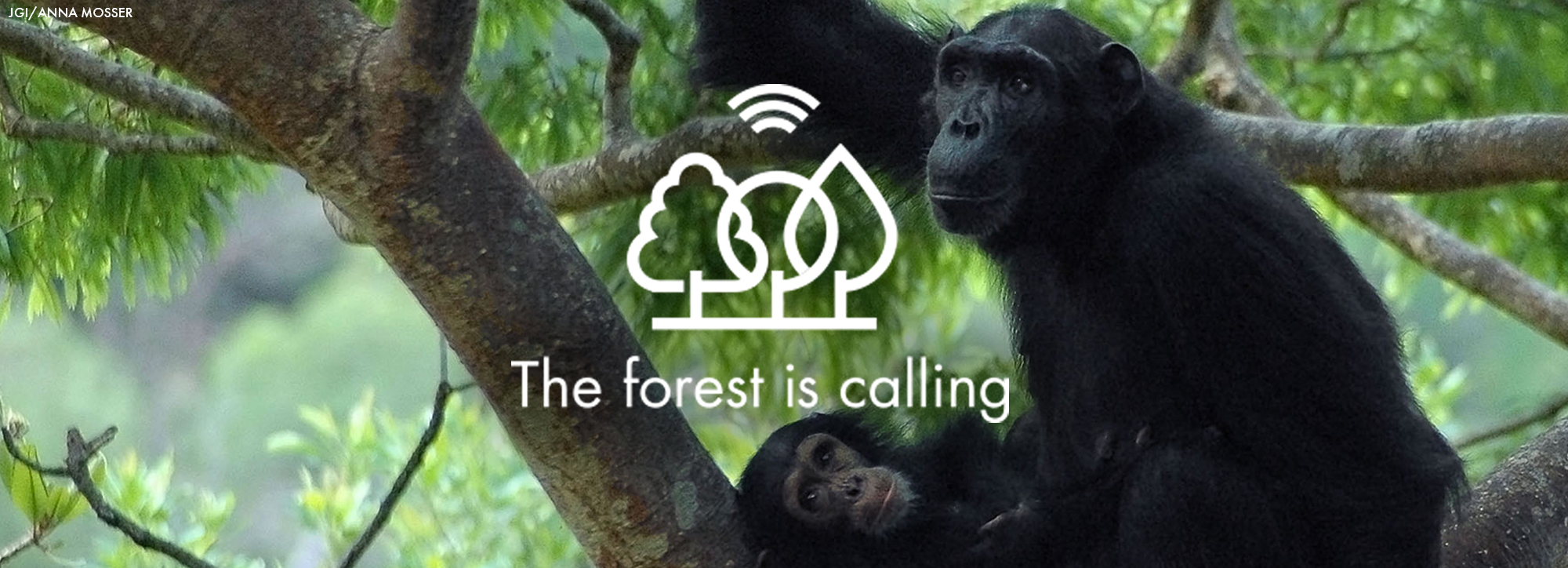 The Forest is Calling – Answering the Call is Our Only Hope.