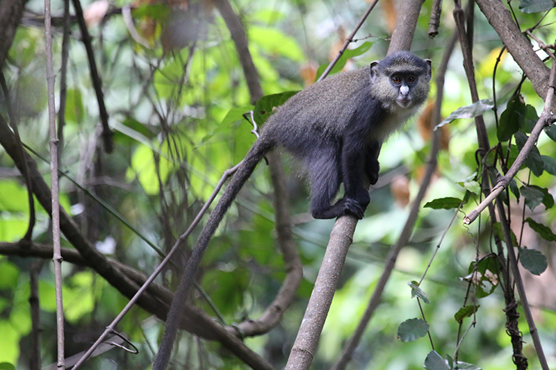 Chimps in Gombe Teach Us So Much…What About Monkeys?
