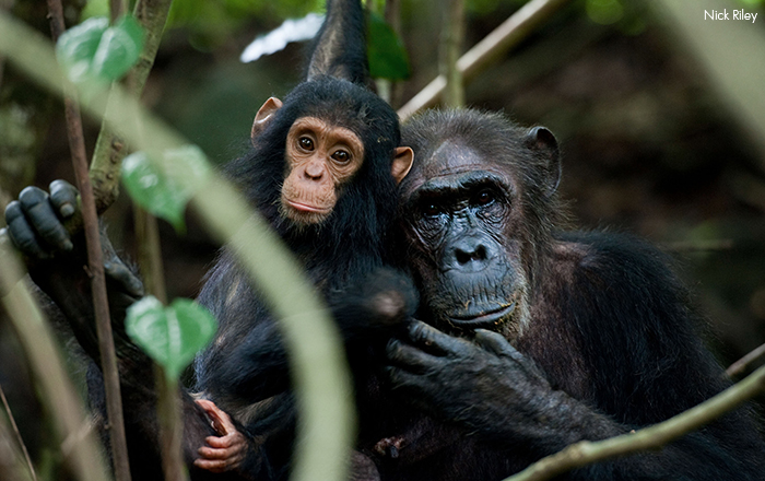 Inappropriate Videos on Social Media Are Hurting Chimpanzees
