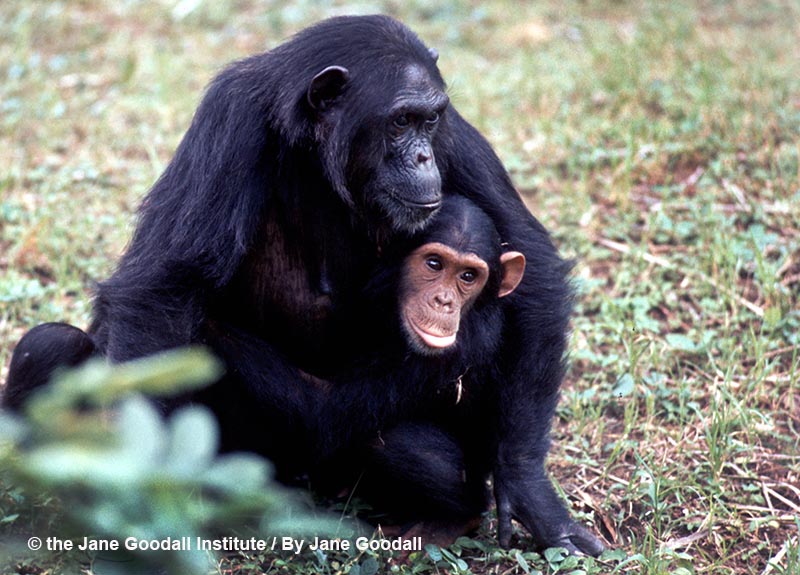 Fifi and infant Freud 1976