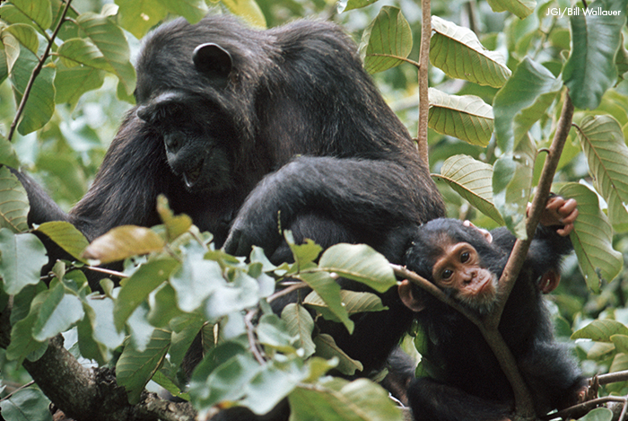 Suggested alternative photo for photos missing from My Life with the Chimpanzees book by Jane Goodall
