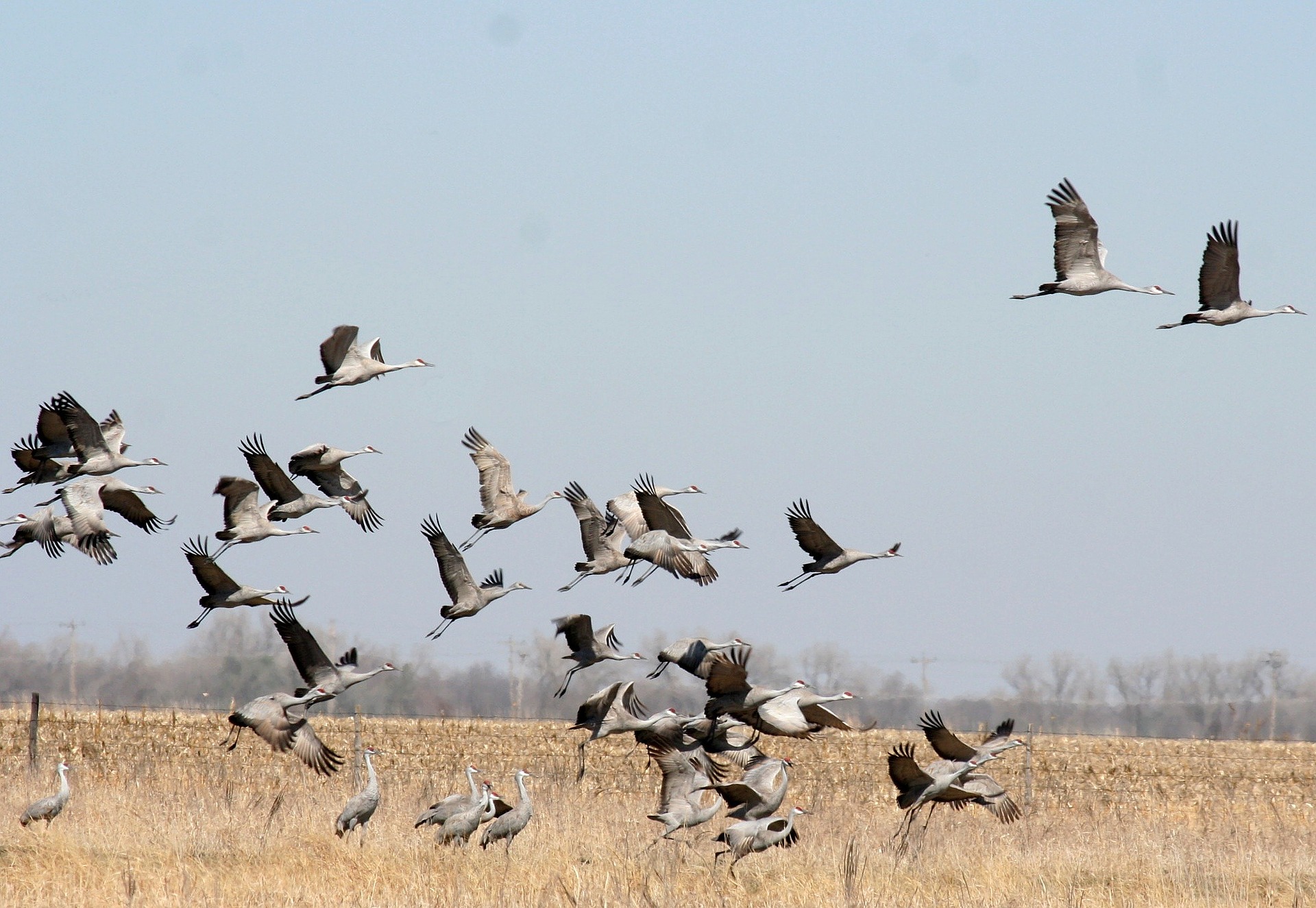Dr.  Goodall’s Statement for World Migratory Bird Day