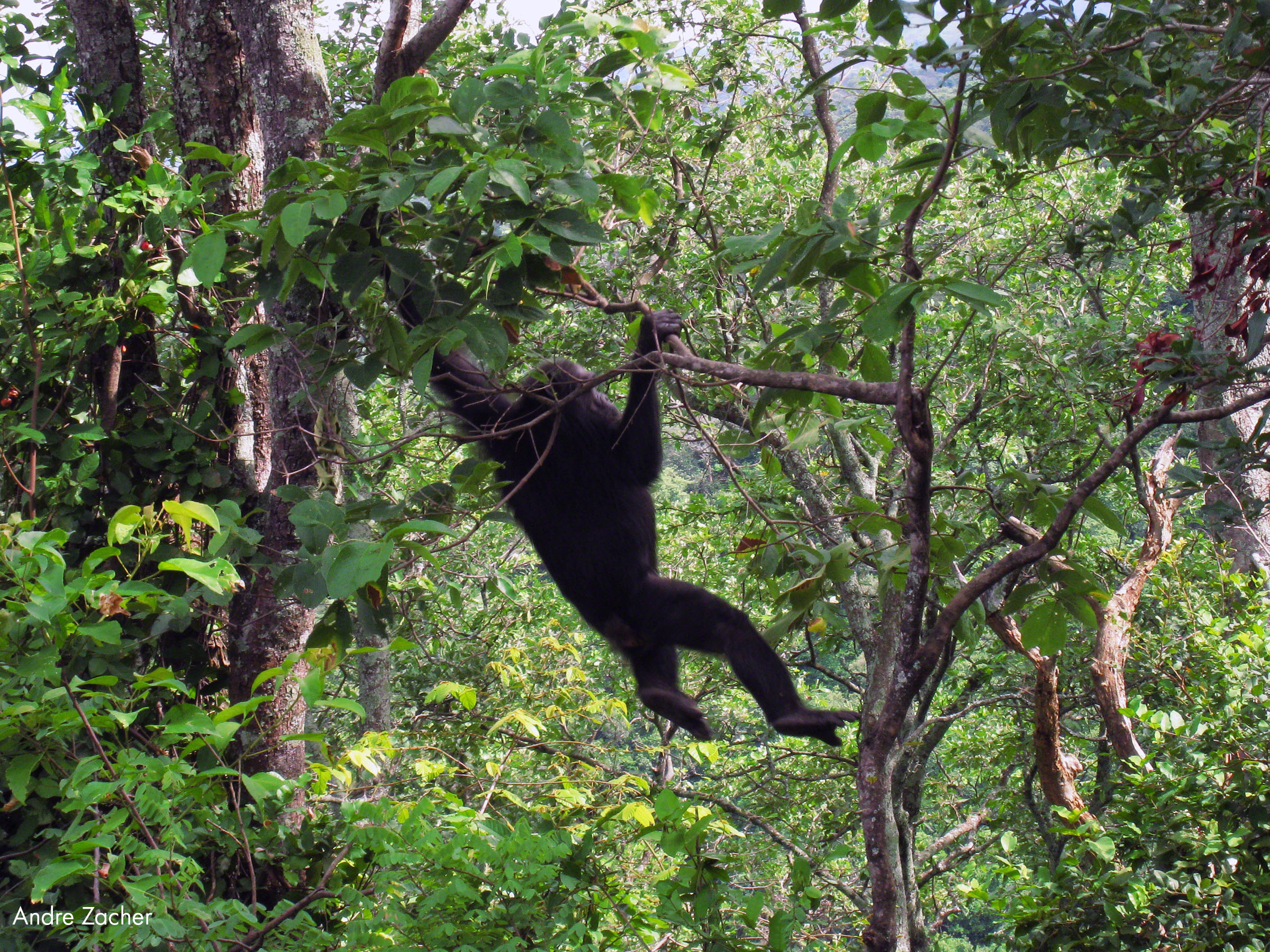 Bringing JGI’s Innovative Chimpanzee Conservation Models and Tools to Liberia