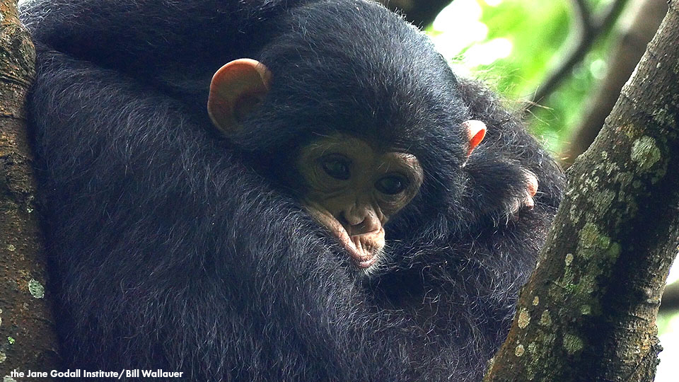 New Online Course on Chimpanzee Behavior & Conservation