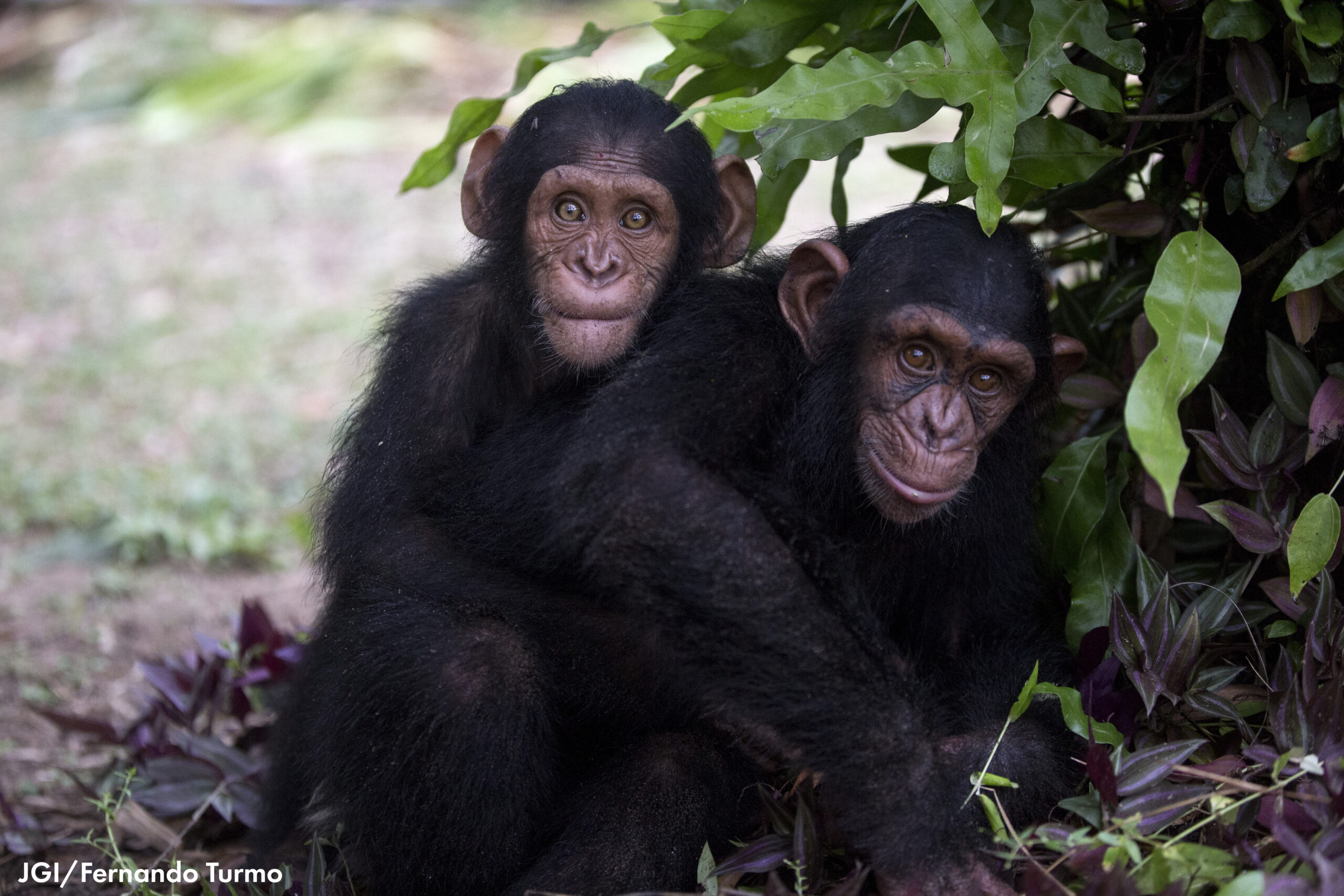 Chimp Guardian Update