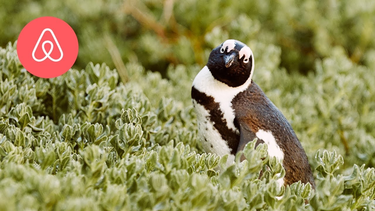 Airbnb Sets Progressive New Animal Experiences Standards