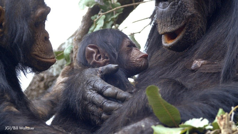 GOODALI:  Gombe’s Brand New Baby Boy!