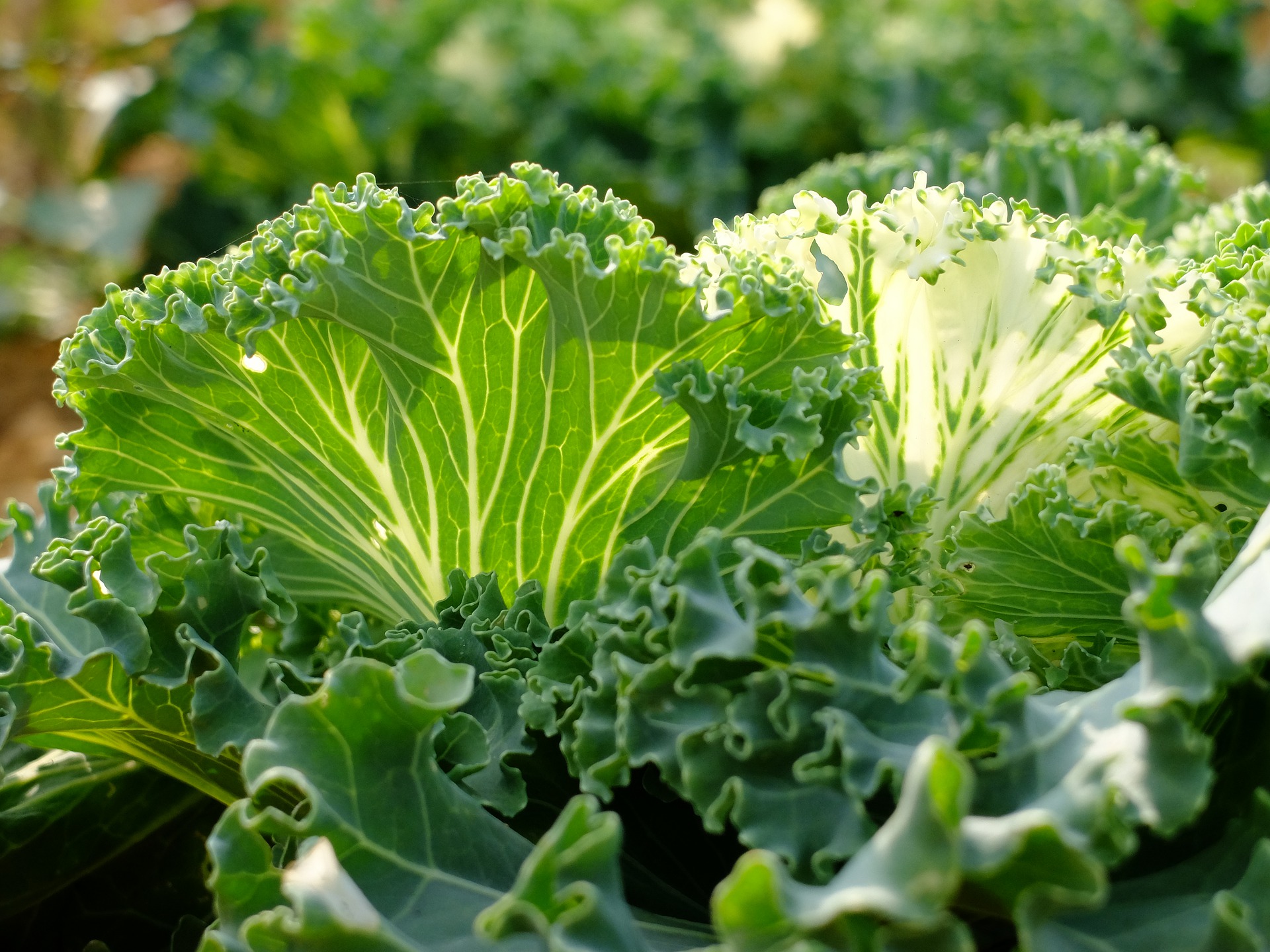 Grow Your Own Veggie Garden From Home