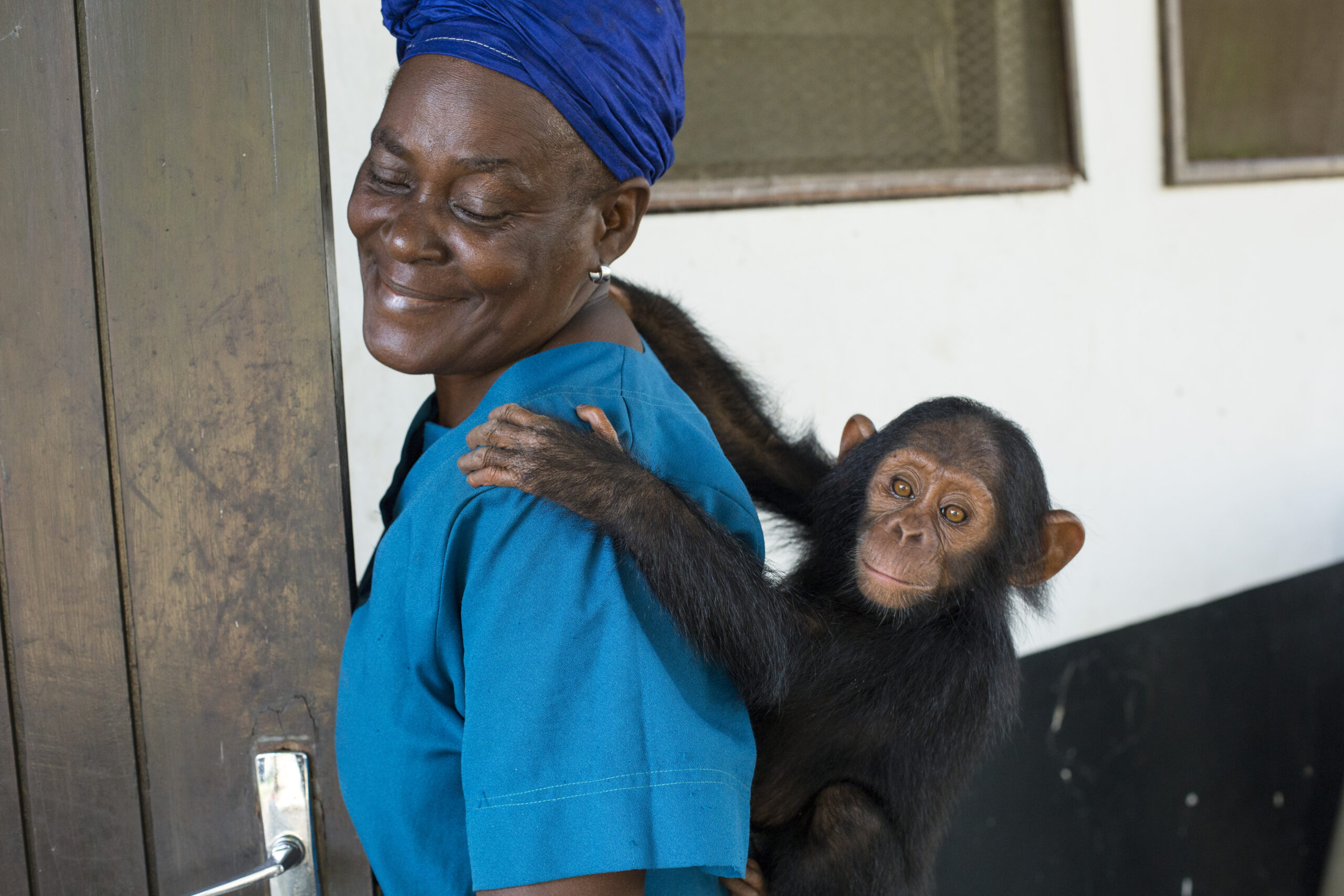 A Mother for Rescued Orphan Chimpanzees: Antonette