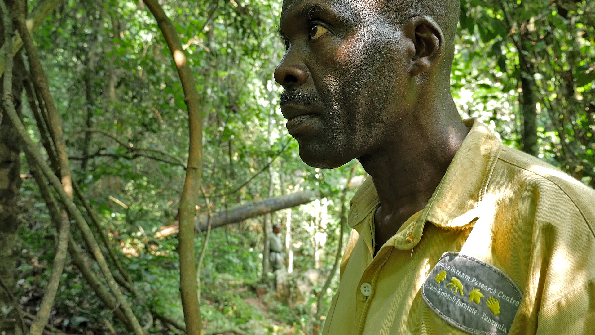 Head Above the Rest: Gabo, Leader of Gombe’s Chimpanzee Research Team