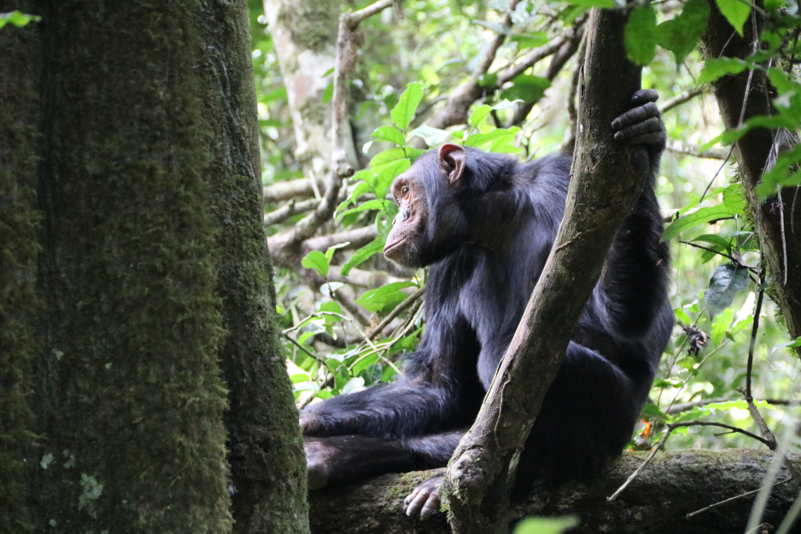 Jane Goodall Institute Adding 3 Million Trees in Uganda with One Tree Planted