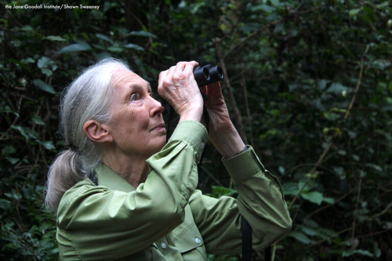 A woman with a grey ponytail and green collared shirt (Jane Goodall) looking through binoculars in a forest setting.