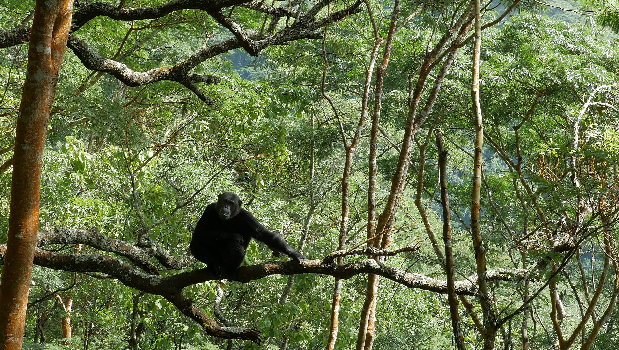 Remembering Steven Wise — an Advocate for Animal Personhood