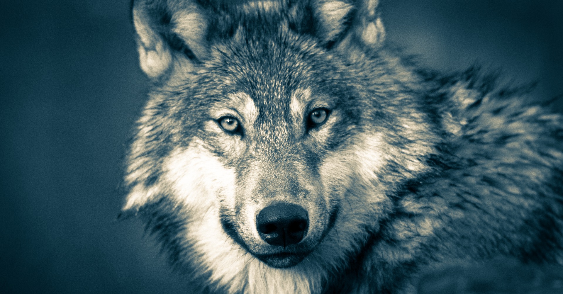 Dr. Jane Goodall Decries Delisting of Grey Wolves from ESA